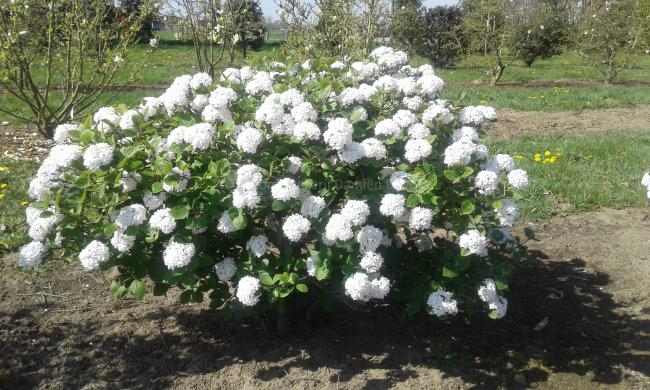Viburnum carlesii 'Compactum'