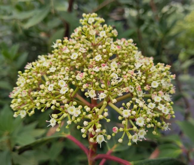 Viburnum cinnamomifolium