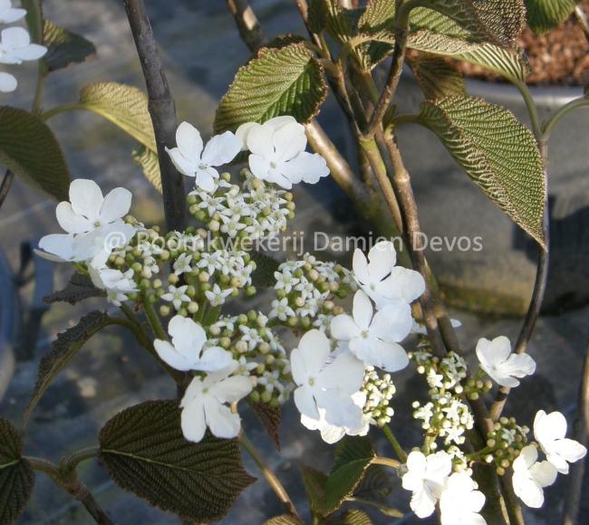 Viburnum furcatum