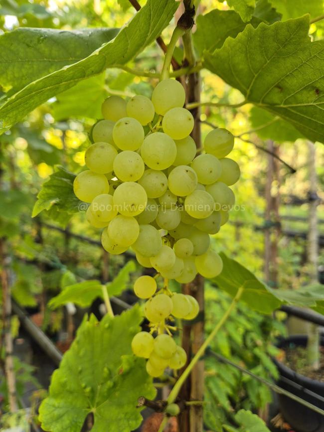 Vitis 'Lakemont' (seedless, white)