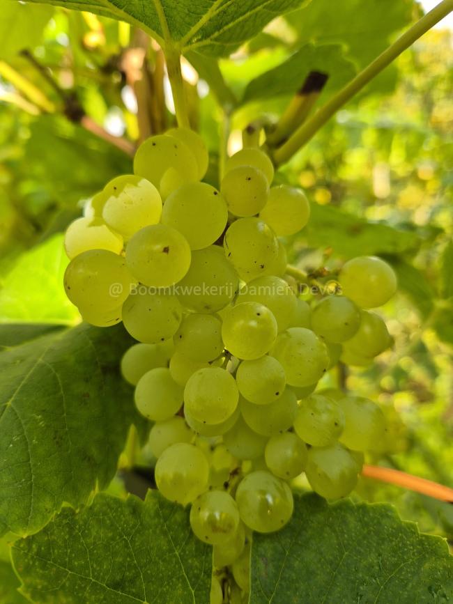 Vitis 'Lakemont' (seedless, white)