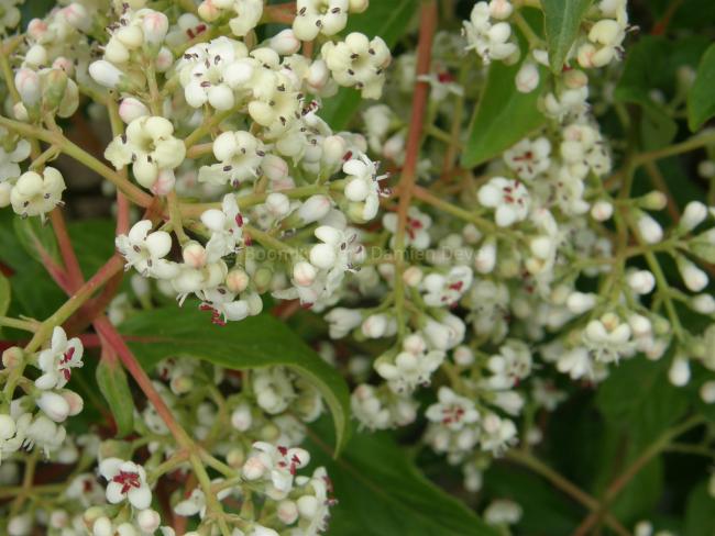 Viburnum 'Le Bois Marquis' ®