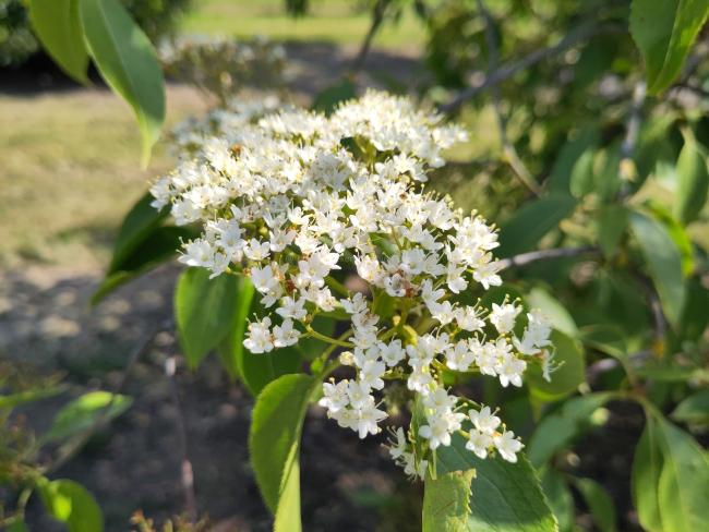 Viburnum lentago