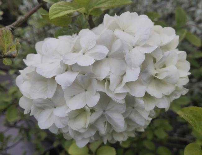Viburnum macrocephalum Happy 'Fortuna' ®