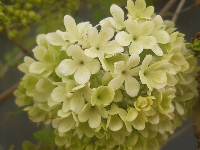 Viburnum macrocephalum Happy 'Fortuna' ®