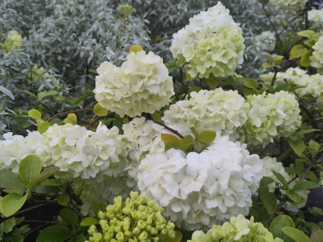 Viburnum macrocephalum Happy 'Fortuna' ®