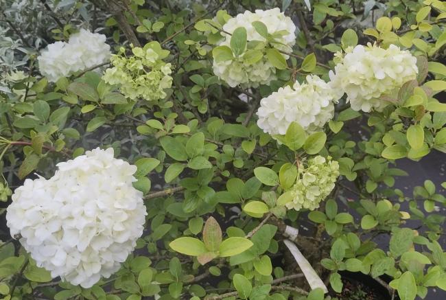 Viburnum macrocephalum Happy 'Fortuna' ®