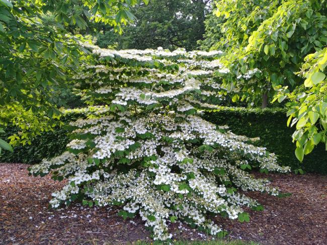 Viburnum plicatum 'Cascade'
