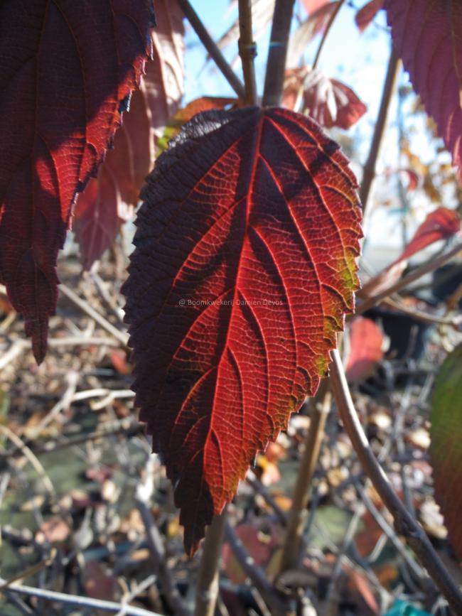 Viburnum plicatum 'Cascade'