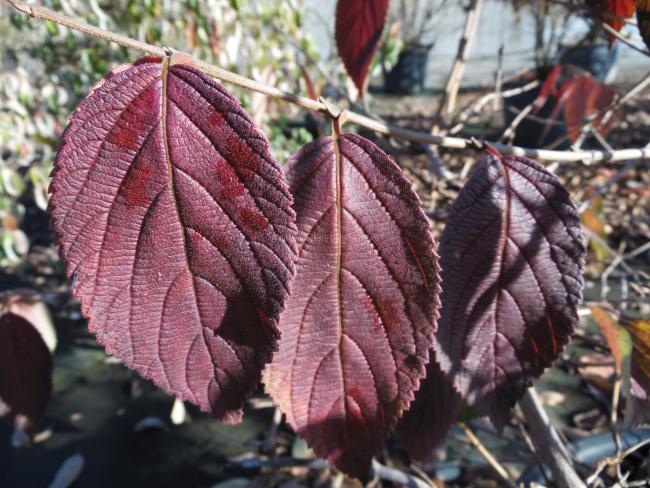 Viburnum plicatum 'Cascade'