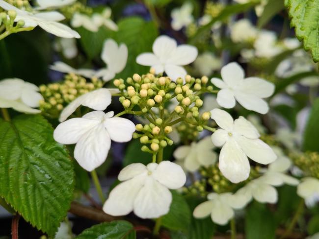 Viburnum plicatum 'Kilimandjaro' ®