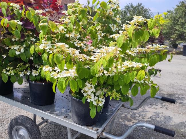 Viburnum plicatum 'Kilimandjaro' ®