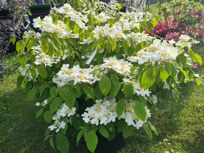 Viburnum plicatum 'Mariesii'