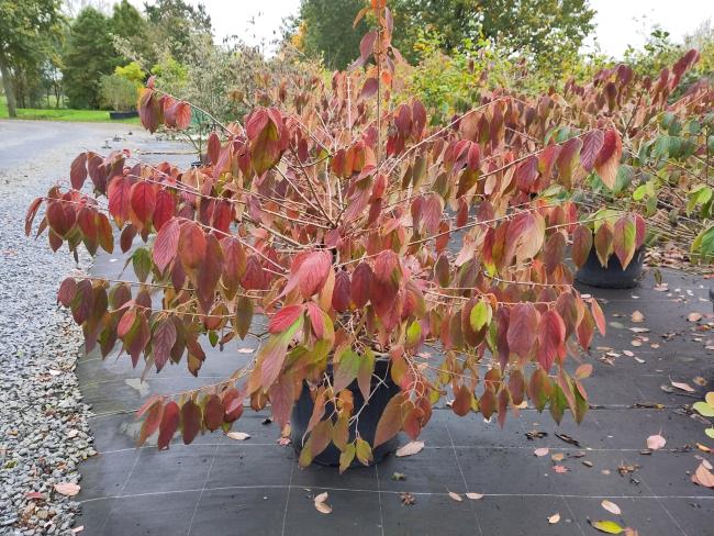 Viburnum plicatum 'Mariesii'