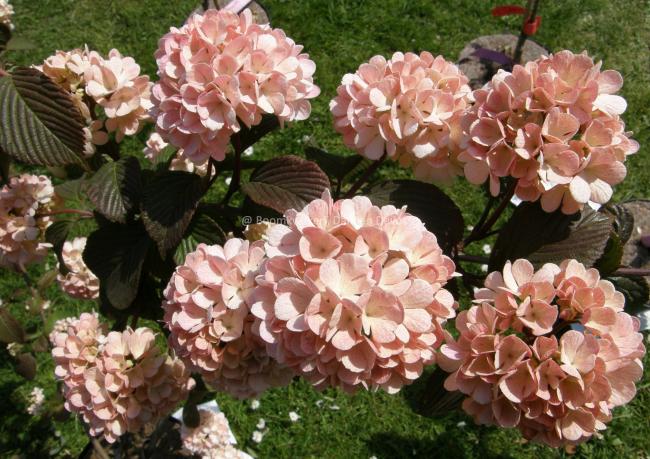 Viburnum plicatum 'Mary Milton'