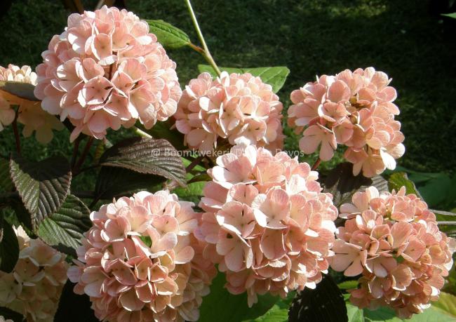 Viburnum plicatum 'Mary Milton'