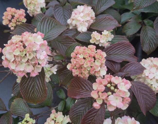 Viburnum plicatum 'Mary Milton'