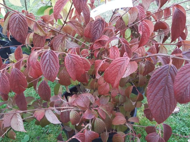 Viburnum plicatum 'Mary Milton'