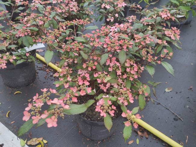 Viburnum plicatum 'Molly Schröder'