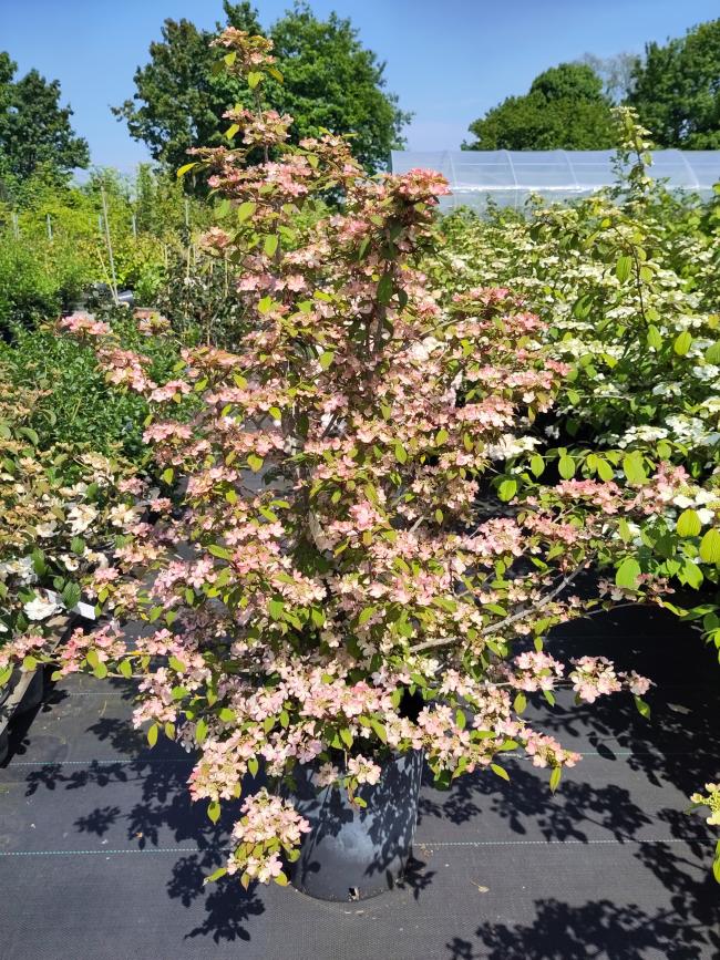 Viburnum plicatum 'Molly Schröder'