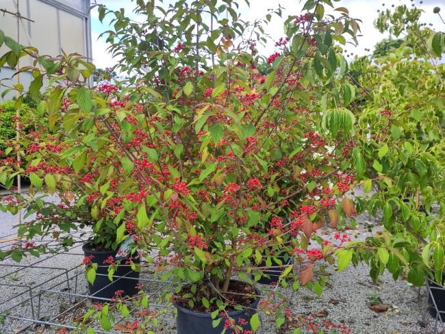 Viburnum plicatum 'Molly Schröder'