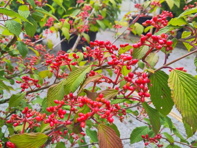 Viburnum plicatum 'Molly Schröder'