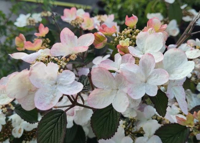 Viburnum plicatum 'Pinkimono' ®