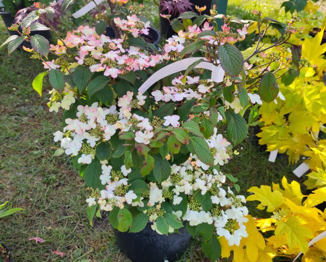 Viburnum plicatum 'Pinkimono' ®
