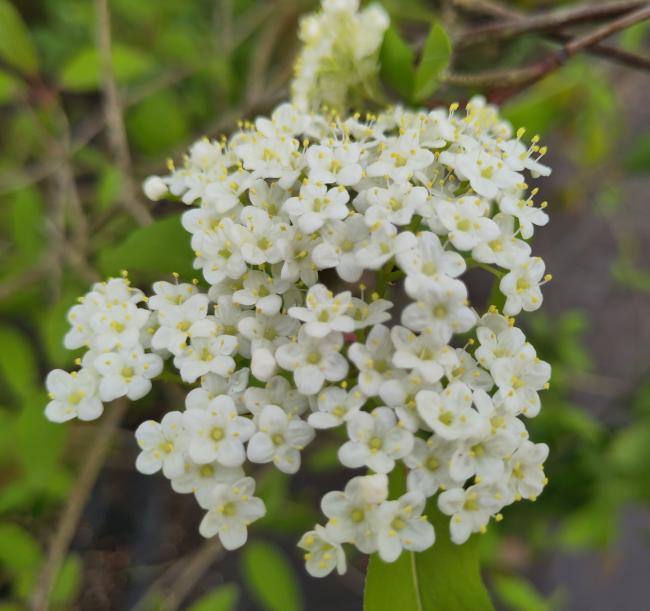 Viburnum prunifolium