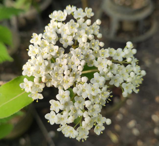 Viburnum prunifolium