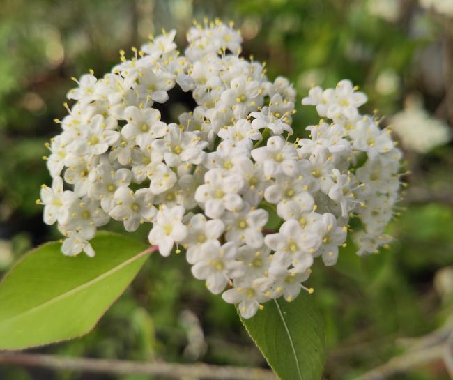 Viburnum prunifolium