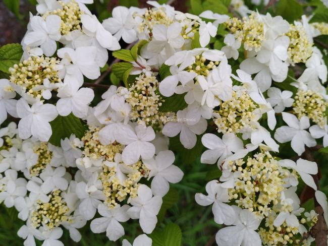 Viburnum plicatum 'Shasta'