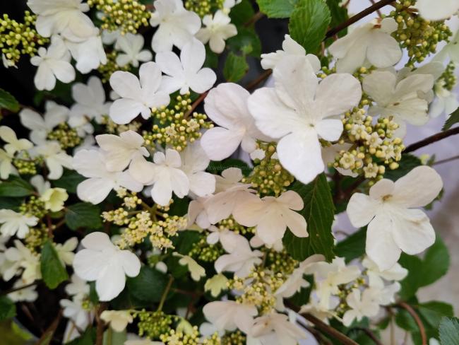 Viburnum plicatum 'Shirogami'