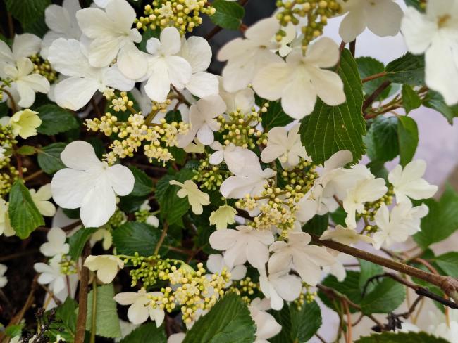 Viburnum plicatum 'Shirogami'
