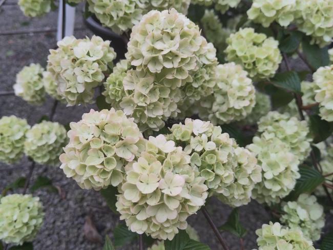 Viburnum plicatum 'Thunberg's Original'