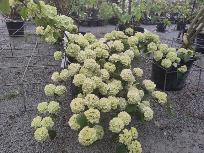 Viburnum plicatum 'Thunberg's Original'