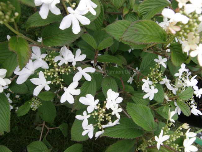 Viburnum plicatum 'Watanabe'
