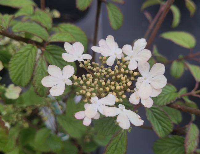 Viburnum plicatum 'Watanabe'