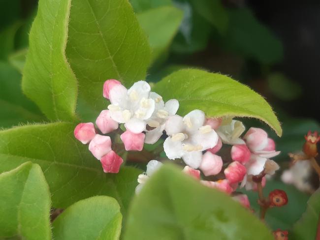 Viburnum tinus 'Gwenllian'