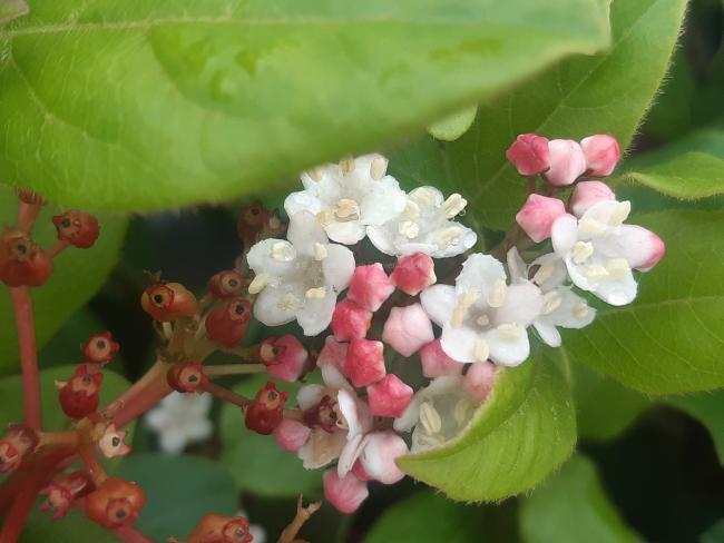 Viburnum tinus 'Gwenllian'