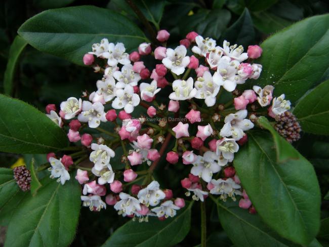 Viburnum tinus 'Gwenllian'
