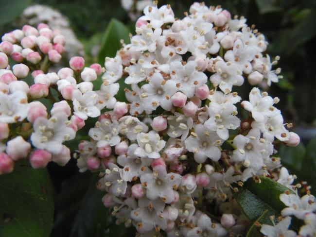 Viburnum tinus 'Gwenllian'