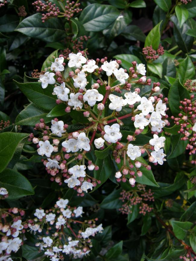 Viburnum tinus