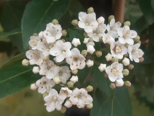 Viburnum tinus