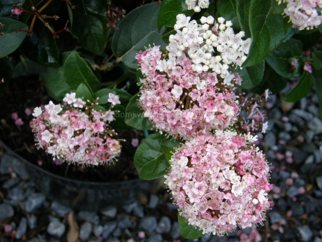 Viburnum tinus 'Lisarose' (= 'Loren') ®