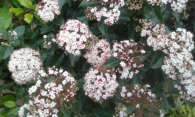 Viburnum tinus 'Lisarose' (= 'Loren') ®