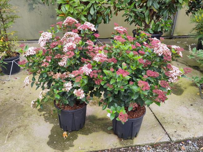 Viburnum tinus 'Lisarose' (= 'Loren') ®