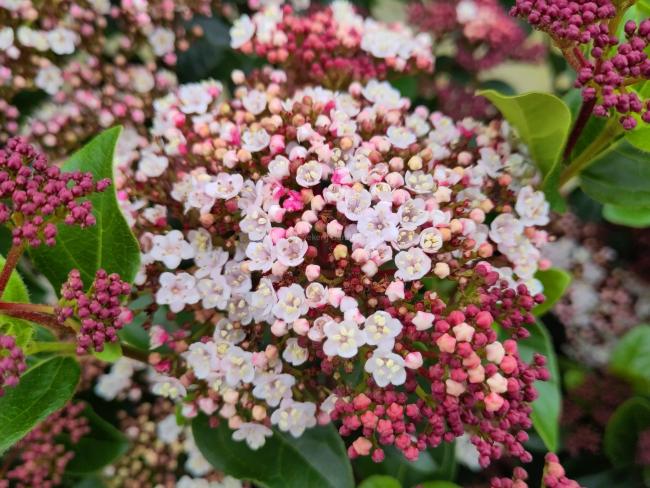 Viburnum tinus 'Lisarose' (= 'Loren') ®