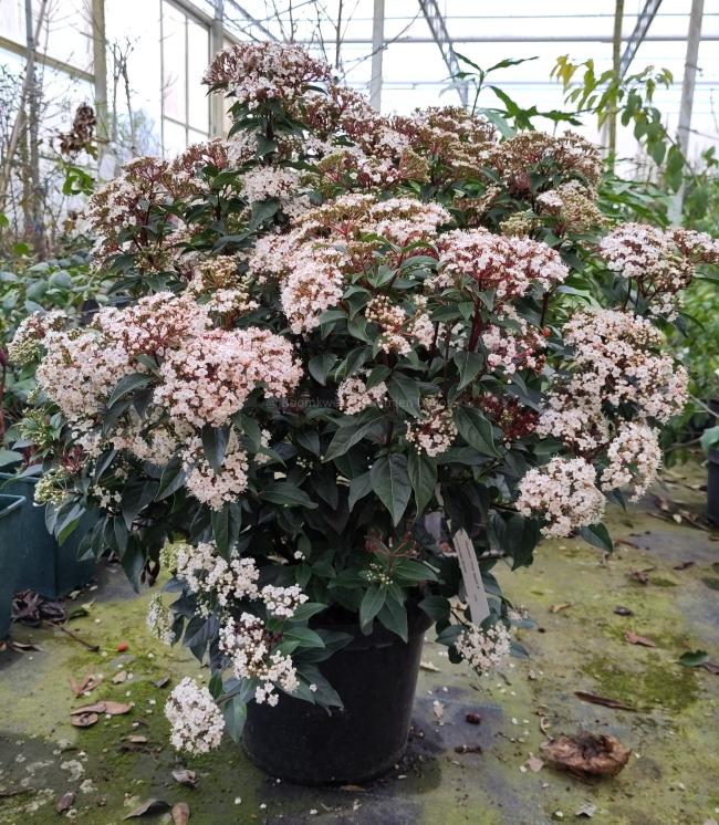 Viburnum tinus 'Spirit' ®