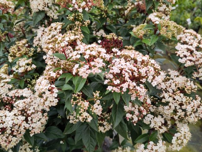 Viburnum tinus 'Spirit' ®